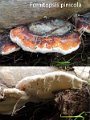 Fomitopsis pinicola-amf1561